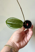 Rooted Hoya Cutting - Hoya Quinquenervia - Indoor Plant - Easy Care Houseplant