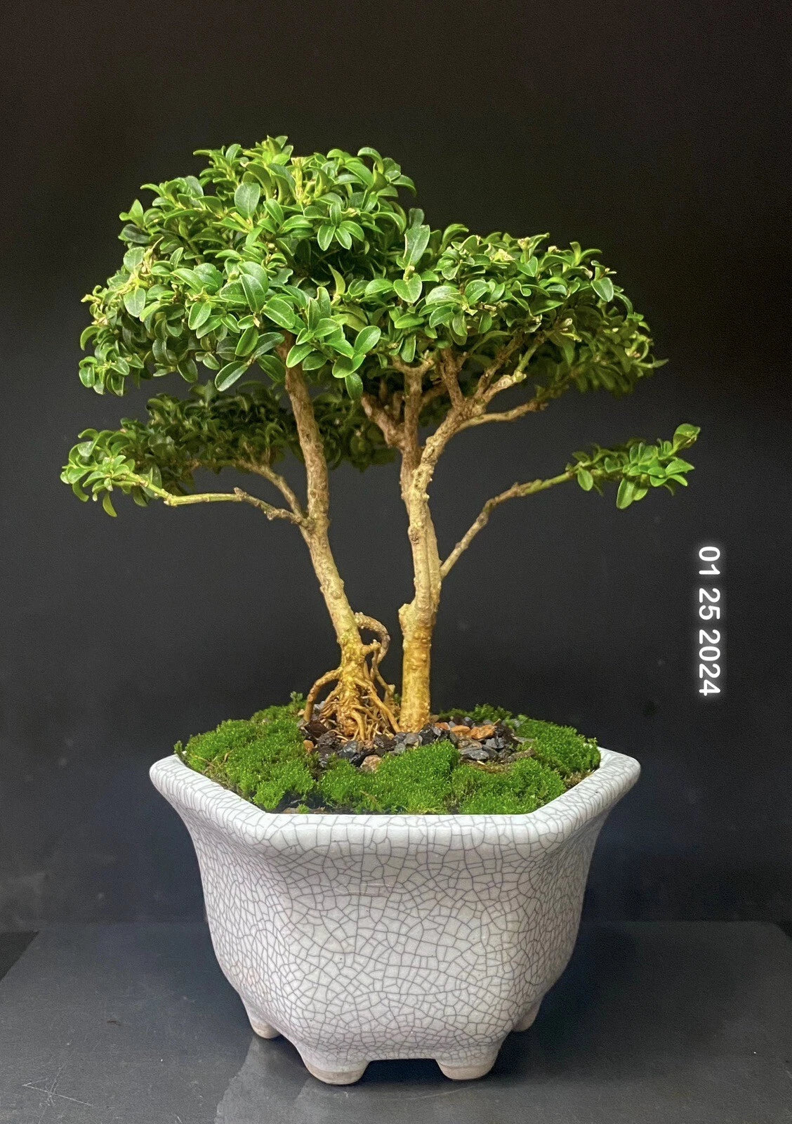 Bonsai Tree Shohin 8” Kingsville Boxwood in Crackle Glaze Pot - 12 Years Old, Live Plant, Indoor/Outdoor Decor