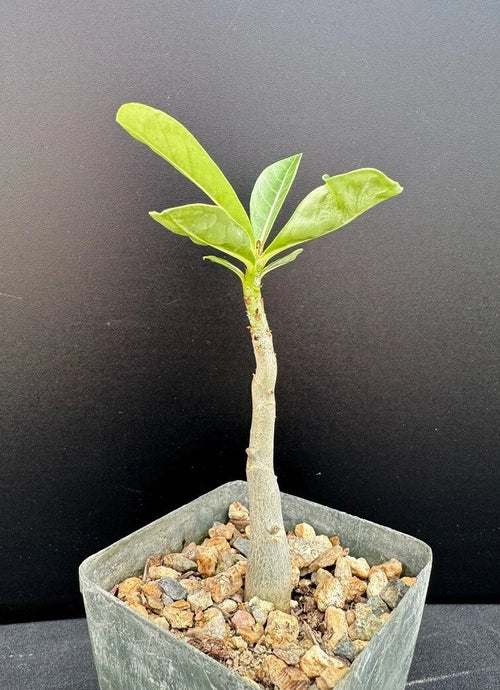 Adenium Hybrid Succulent Plant - Rare Adenium arabicum x A. socotranum - 2.5" Pot Rooted
