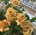 Foney Dijon Rose Cuttings (Rosa hybrid) – 3 Unrooted Scions for Rooting or Grafting