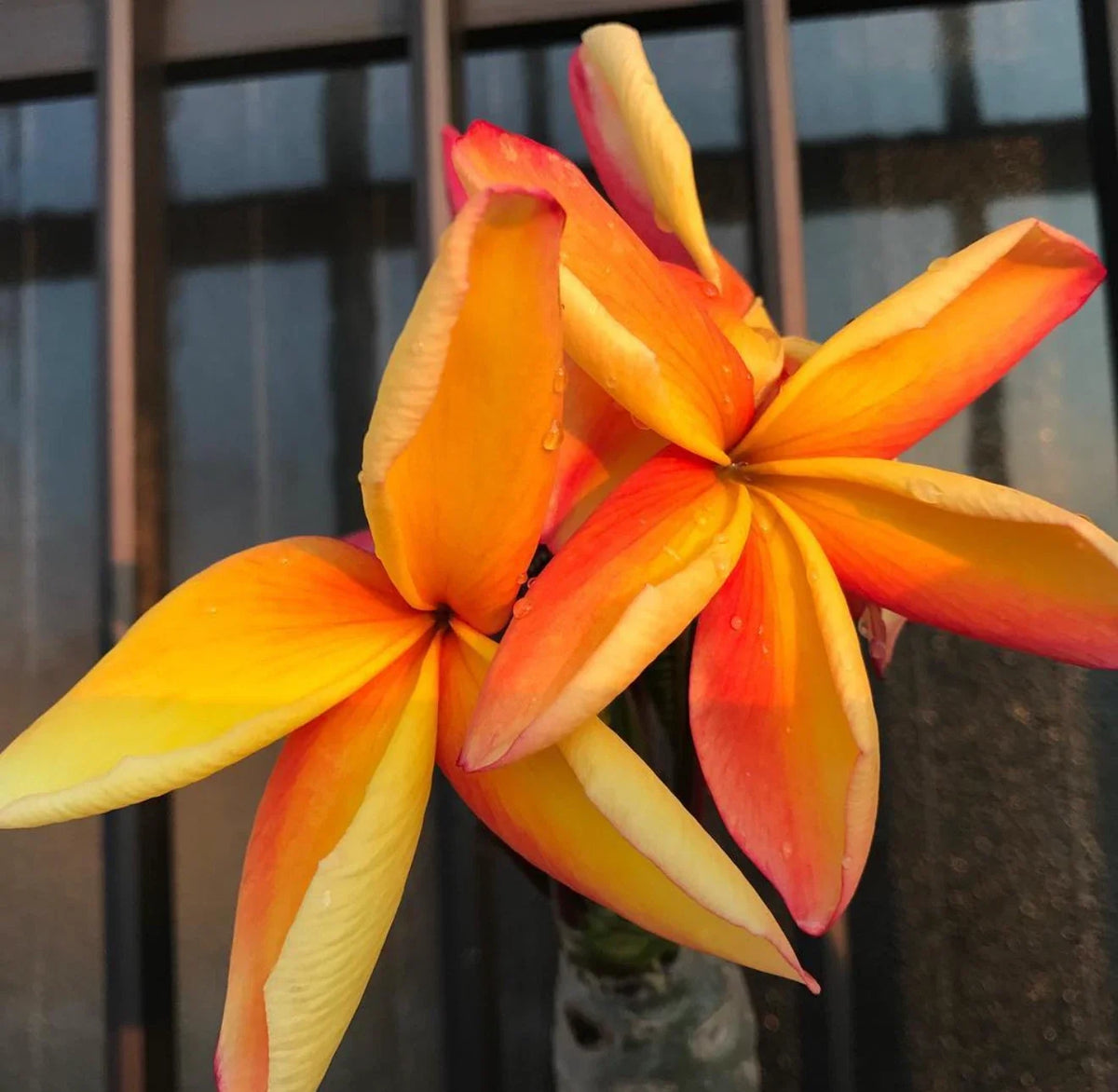 Kapunakea Maui Plumeria Cutting - Red/Orange Petals - MID CUT - Frangipani Plant (Plumeria spp.)