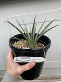Joshua Tree Live Plant - 1 Gallon - Yucca Brevifolia, Seed Grown, Bareroot