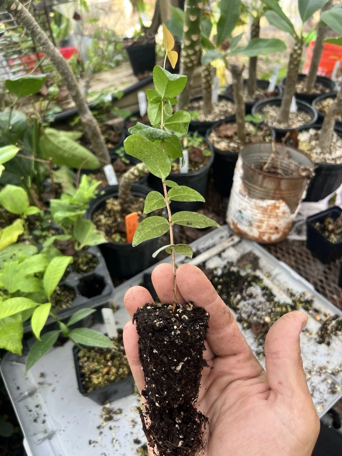 Surinam Cherry Plant (Eugenia uniflora) Bare-Root Starter | Pitanga, Brazilian Cherry