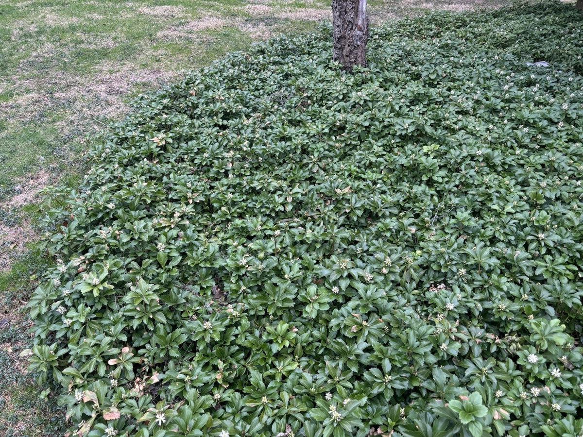 Pachysandra Ground Cover Plants - 20 Well Established Plants with Roots - Pachysandra terminalis