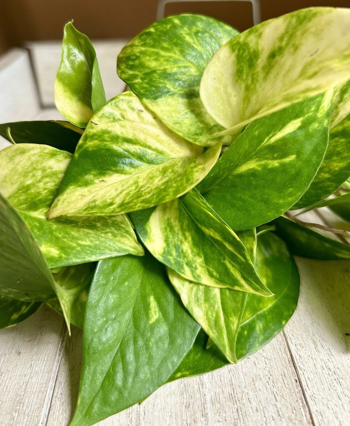 Rooted Pothos Cuttings - 10 Pack - Easy Care Indoor Plant - Epipremnum aureum