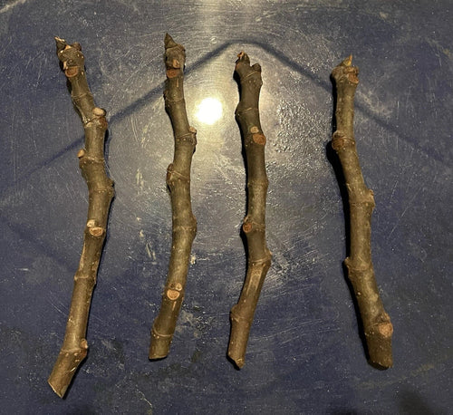 Adriatic Fig Cuttings 4-6" | White Cup Fig | Ficus carica | Perfect for Planting or Propagation