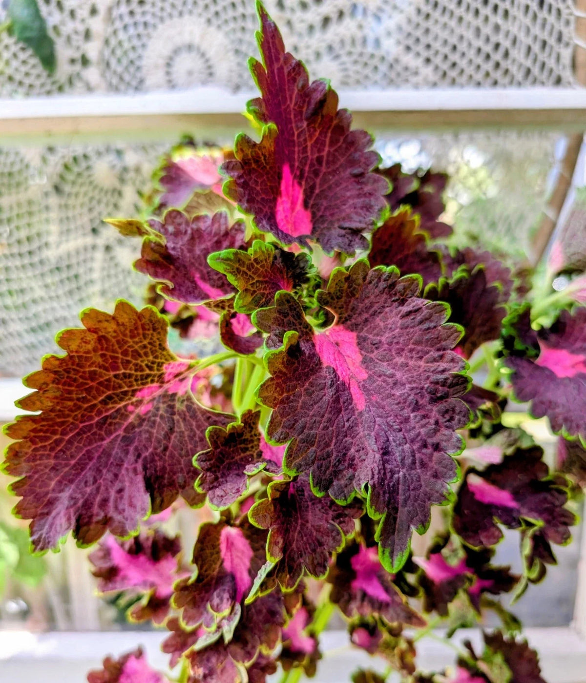 Black Dragon Coleus Live Rooted Plant 4" Pot Solenostemon scutellarioides Burgundy Leaves Indoor Outdoor Garden Decor
