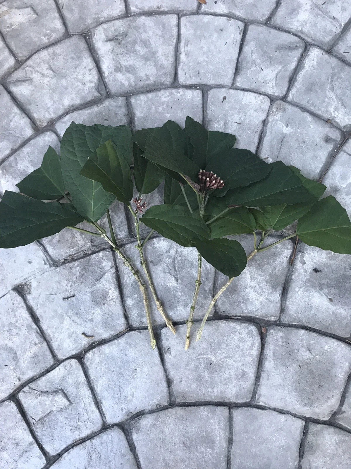 Starburst Plant Cuttings - Clerodendrum Quadriloculare (Unrooted) 6-Pack