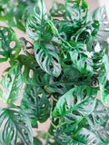 Monstera Adansonii Cuttings - Swiss Cheese Plant - Indoor/Outdoor House Plant - Ideal for Home Decor