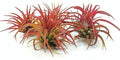 5 Pack Air Plants - Ionantha Fuego Red - Tillandsia Variety - Low Maintenance Indoor Decor - Live Air Plants for Home