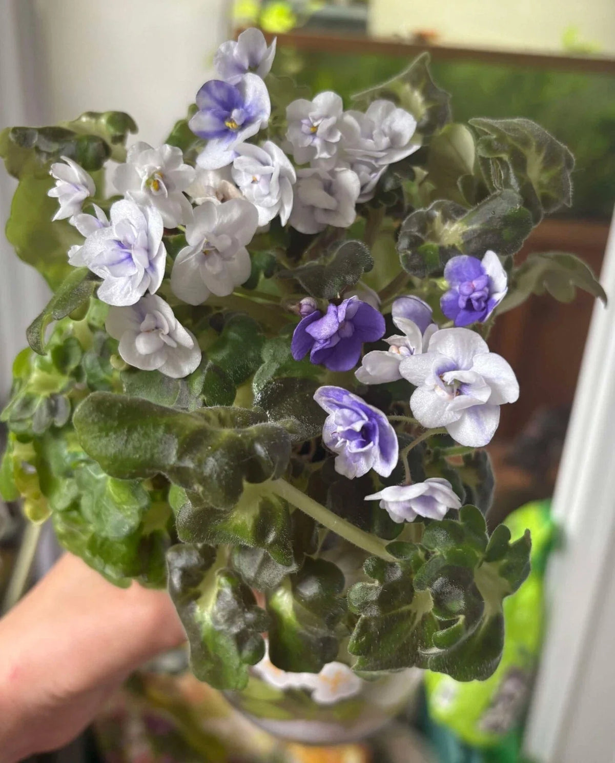 African Violet Cuttings - Shiawassee Trail, 2 Fresh Unrooted Leaves - Saintpaulia ionantha