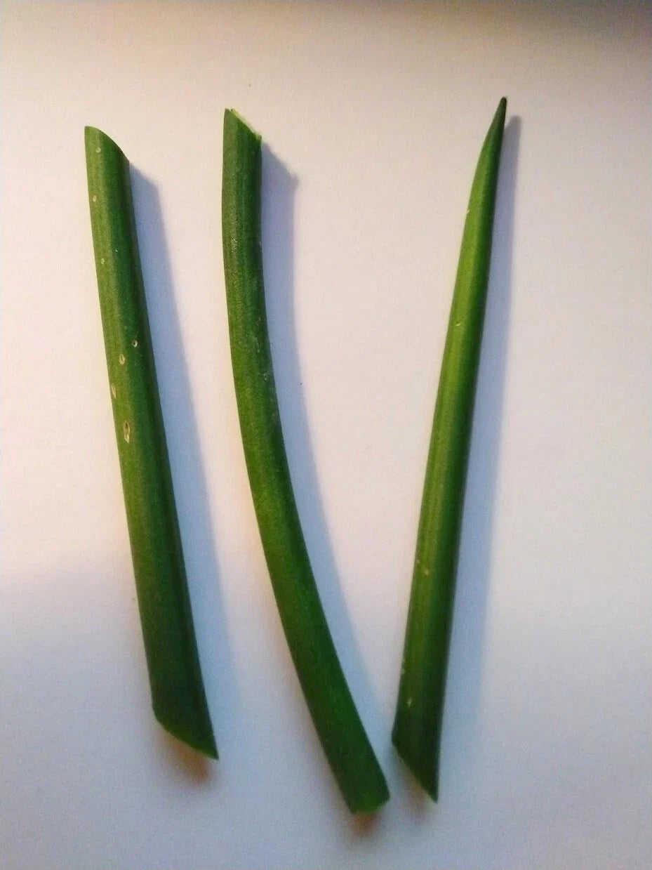 Fernwood Snake Plant Cuttings - 3 Unrooted Clippings - Sansevieria for Indoor Gardening & Home Decor