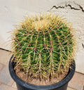 Barrel Cactus Live Plant | Echinocactus Grusonii x Ferocactus Gracilis Hybrid | Unique Desert Succulent