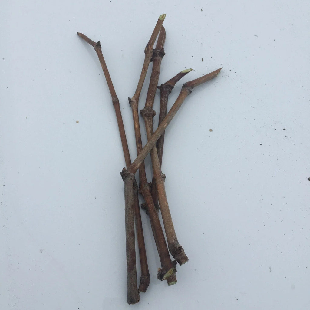 Japanese Kyoho Grape Cuttings (6 Unrooted) - Vitis vinifera × Vitis labrusca
