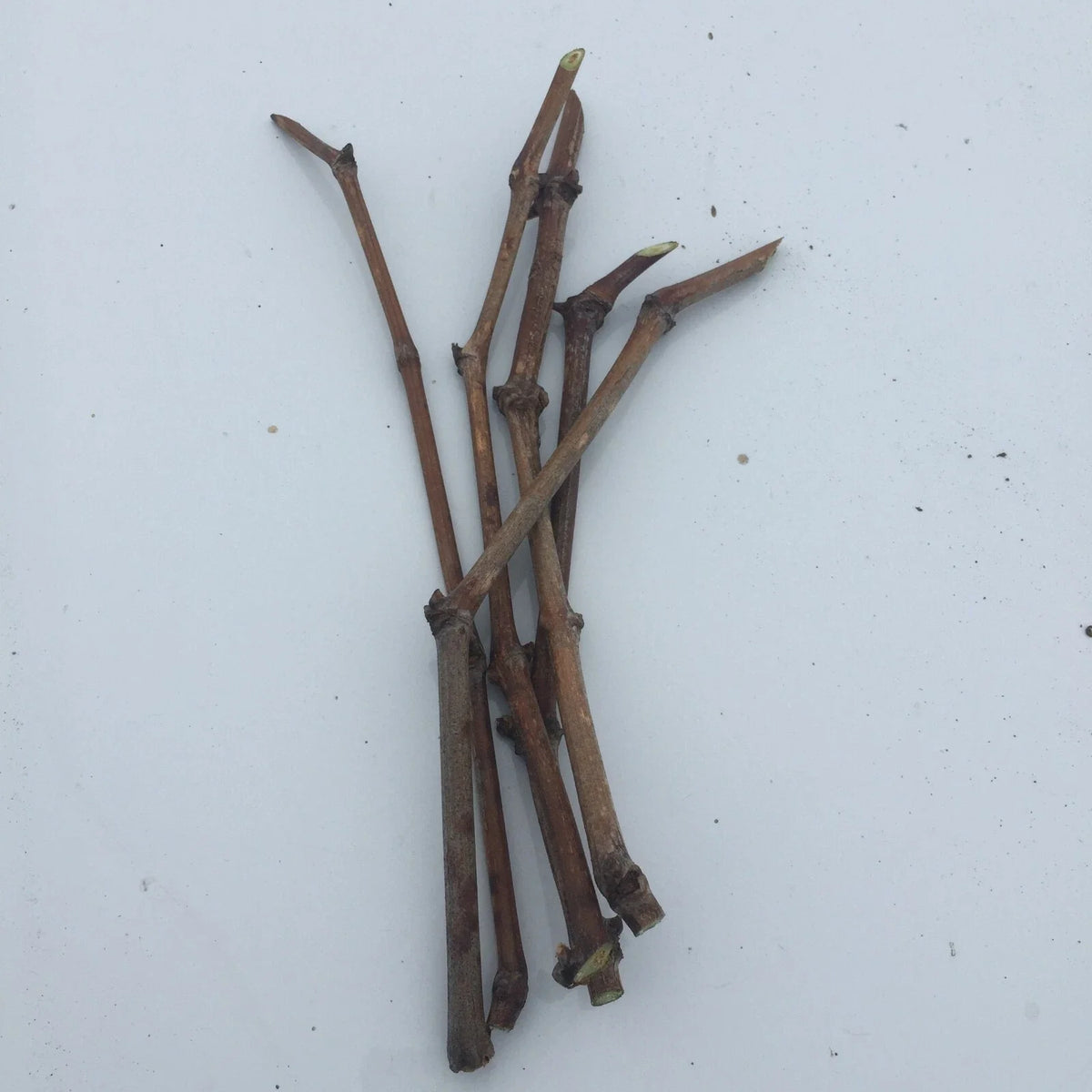 Japanese Kyoho Grape Cuttings (6 Unrooted) - Vitis vinifera × Vitis labrusca