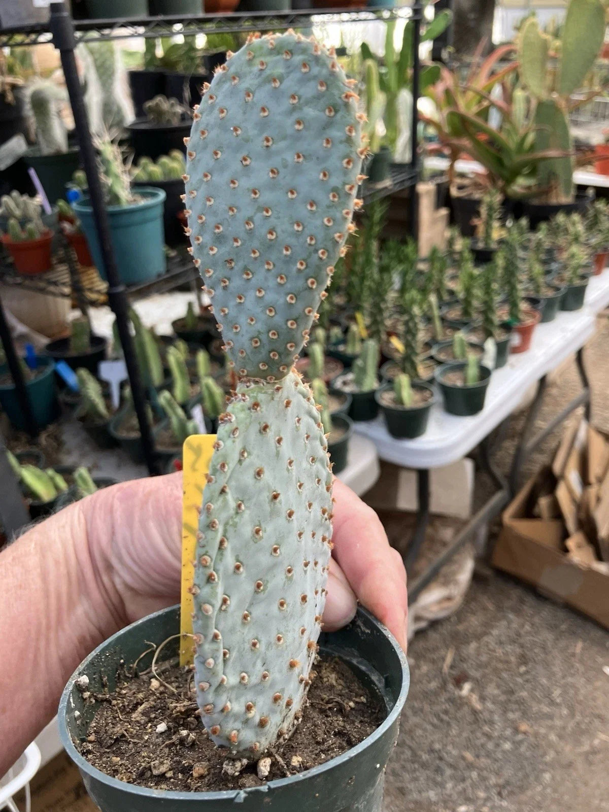 Beavertail Cactus 7.5" Tall | Opuntia basilaris | Drought-Tolerant Succulent | Desert Plant