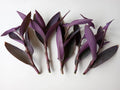 Large Purple Heart Tradescantia Pallida Cuttings - 5 Live Perennial Plant Cuttings Ready to Grow