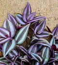 Tradescantia Zebrina Cuttings - 10+ Healthy Wandering Jew Plants - Fast Shipping - Indoor Houseplant Cuttings