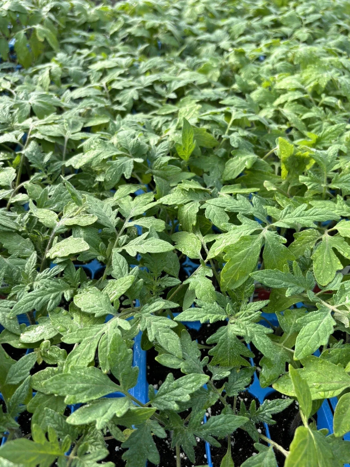 Beefsteak Tomato Live Plants (2 Bareroot) - Solanum lycopersicum, Heirloom, 6-10" tall