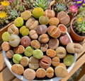 **Large Lithops Succulent Mix - Rare Living Stones Plants, 10pcs, Bare Root - Easy Maintenance (Lithops spp.)**