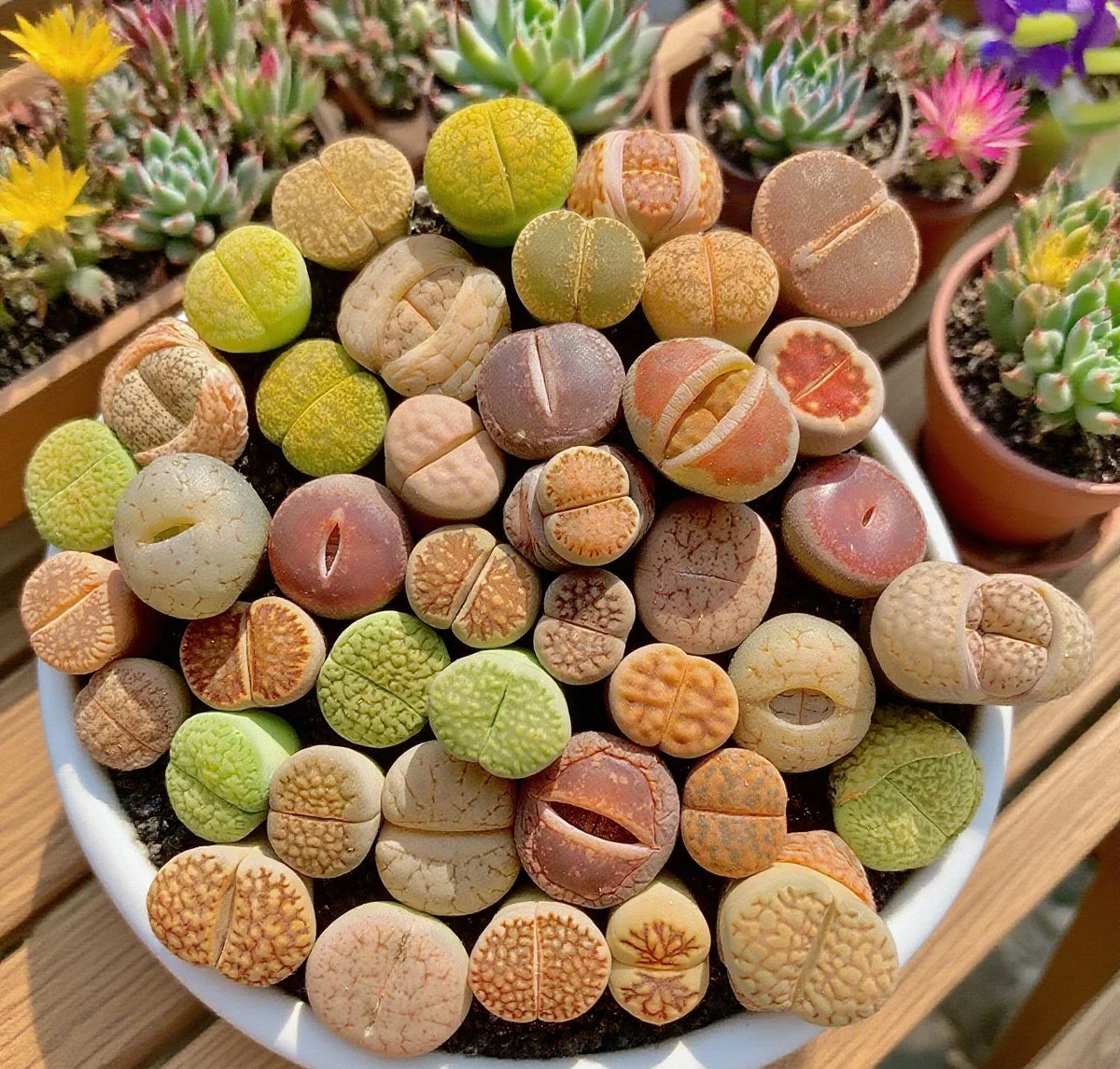 **Large Lithops Succulent Mix - Rare Living Stones Plants, 10pcs, Bare Root - Easy Maintenance (Lithops spp.)**