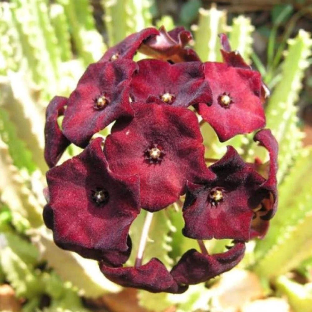 Caralluma Umbellata Potted Plant - 3.5" Well Rooted, Rare Succulent, Healthy Green Growth, Perfect for Indoor Gardening