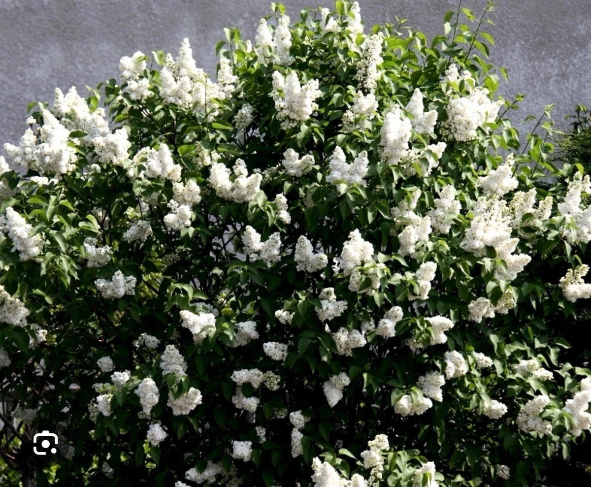 Madame Lemoine Lilac Starter Plant 4-8” Tall Syringa Vulgaris Well Rooted Perennial Shrub for Garden Landscaping