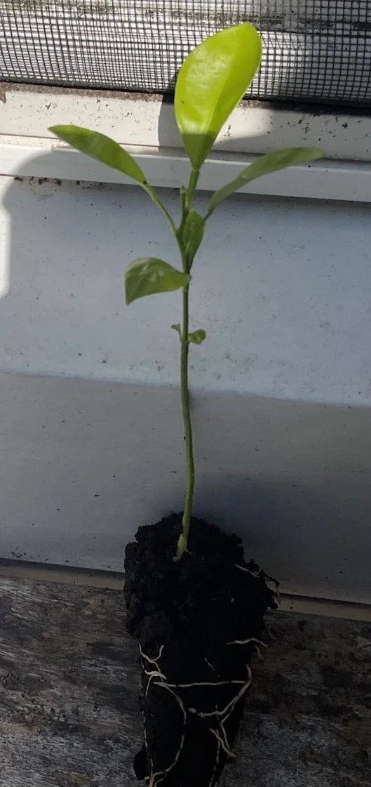 Calamansi / Calamondin Rooted Calamansi Plant 2-3" - Citrus × microcarpa (Kalamansi, Philippine Lime)