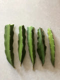 Red Dragon Fruit Cuttings 5 Pcs Pink Skin Red Flesh Ready To Plant Hylocereus undatus
