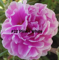 Moss Rose Cuttings - 10 Unrooted Pink/White Portulaca Grandiflora Cuttings for Gardening