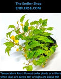 Begonia Cutting - 'Buttercup' Variety for Terrarium, Vivarium, Paludarium - Begonia prismatocarpa