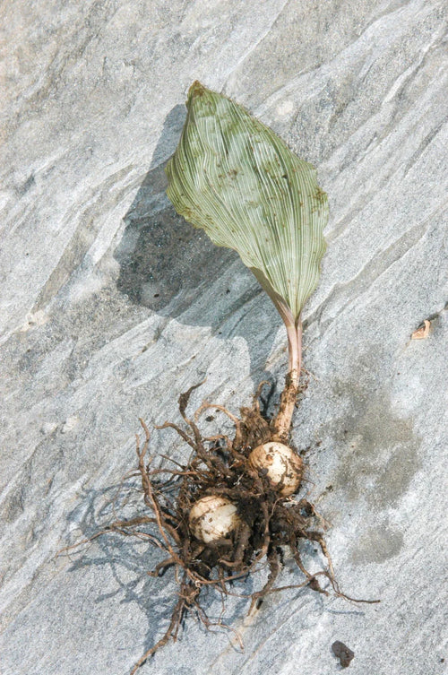 Adam & Eva Orchid (Aplectrum hyemale) Bare-Root - 2 Plants | Putty Root, Winter Leaves