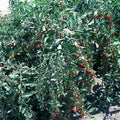 Goji Berry Cuttings 50 Pack Fresh Cuttings From Mature Plant Lycium barbarum, Ready to Flower and Fruit