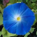Heavenly Blue Morning Glory Seeds | Giant 5" Blue Flowers | Ipomoea tricolor | Non-GMO Gardening Supplies