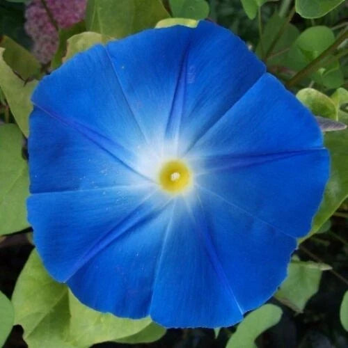Heavenly Blue Morning Glory Seeds | Giant 5" Blue Flowers | Ipomoea tricolor | Non-GMO Gardening Supplies