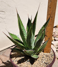 Agave Shawii Live Rooted Plant Succulent | Shaw's Agave | Perfect for Indoor & Outdoor Gardens | Agave shawii