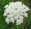 Bishops Flower Seeds | 500+ Non-GMO False Queen Anne's Lace | Garden Flower Seeds | Daucus carota