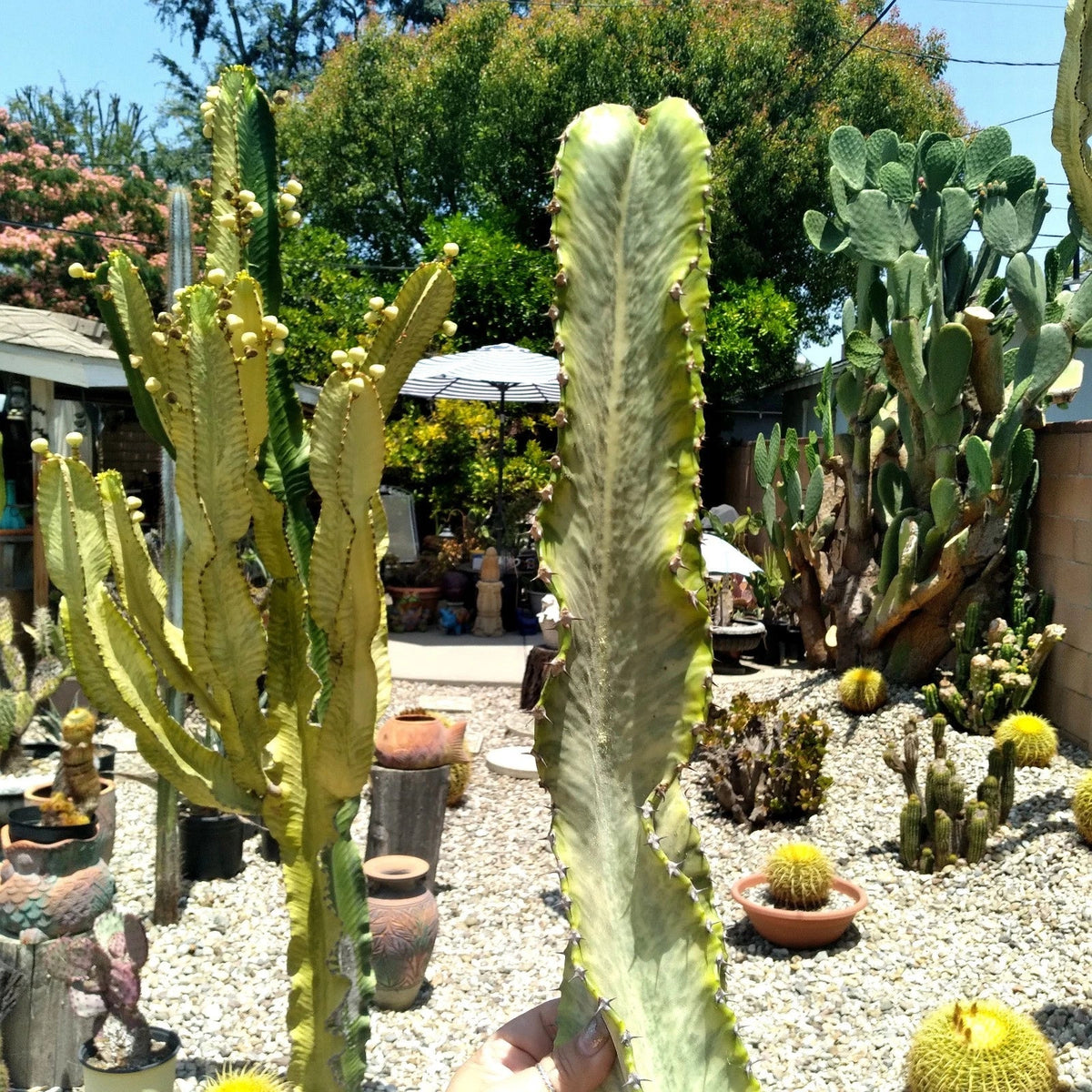 Euphorbia Ammak Variegated African Candelabra Cutting - 16" Cool Plant for Succulent Lovers and Collectors
