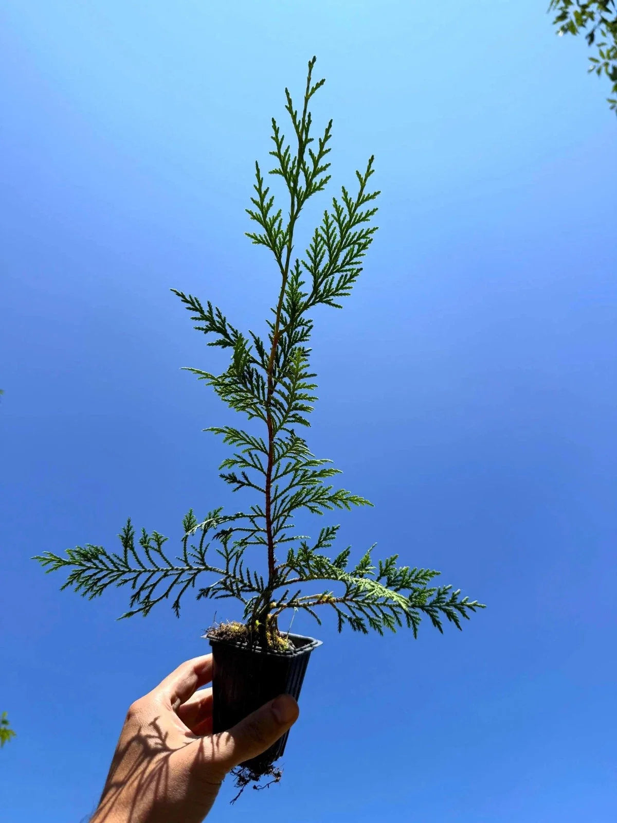 Murray Leyland Cypress Tree (Cupressocyparis leylandii ‘Murray’) - 2.5in Pot