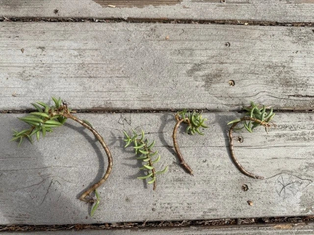 Pine Tree Succulent Cuttings - 4-Pack Cactus Cuttings - Ideal for Propagation - Perfect for Indoor Gardening