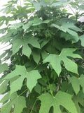Chaya Cuttings - Organically Grown Spinach Cuttings - Easy to Root Plant - Cnidoscolus aconitifolius
