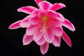 Epiphyllum 'Grand Baroque' Rooted Cutting - Rare Orchid Cactus, Colorful Succulent Plant, Unique Houseplant