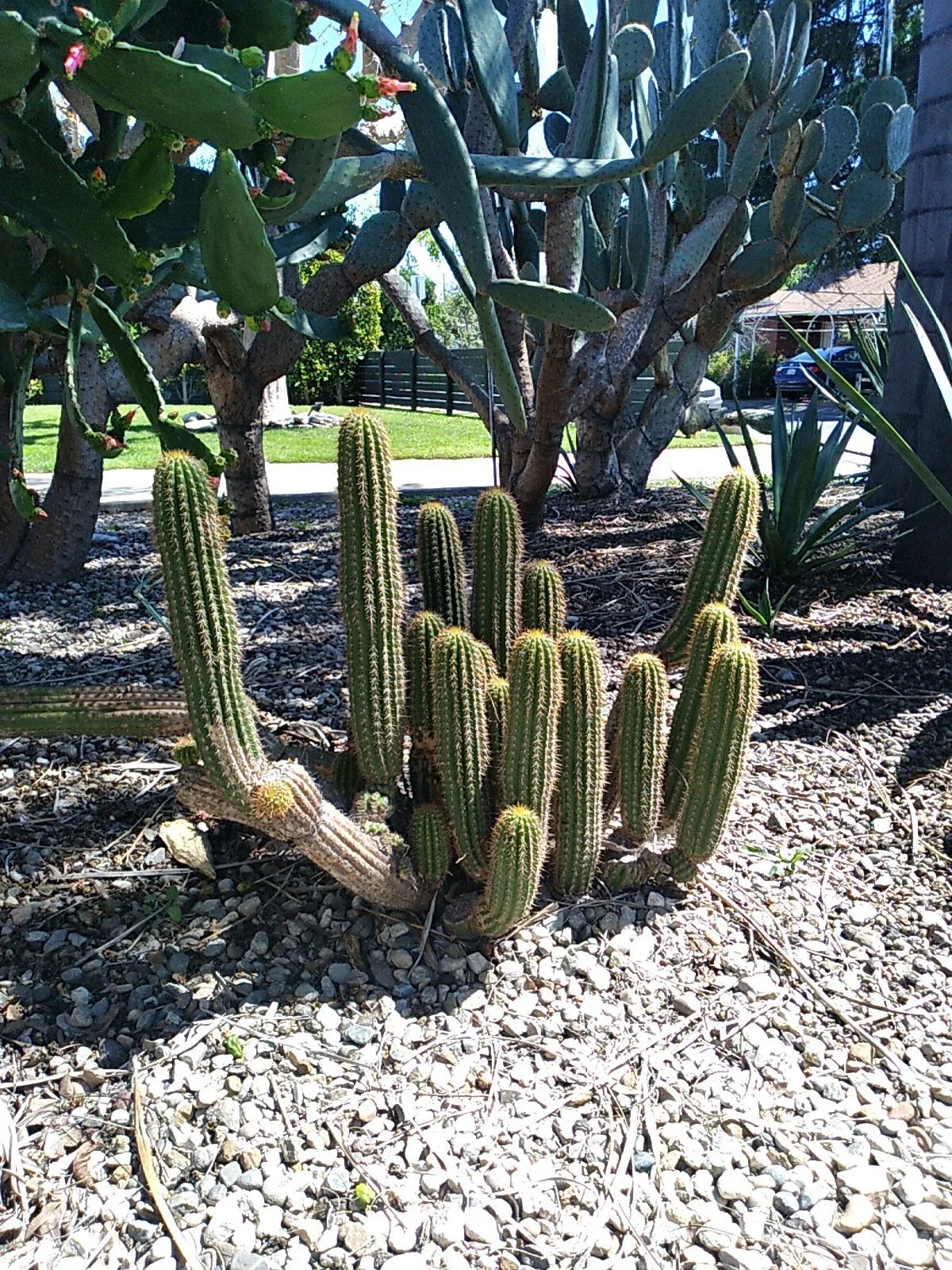 12" Echinopsis Spachiana Golden Torch Cactus Cutting - Succulent Houseplant, Indoor Garden Decor, Low Maintenance Plant
