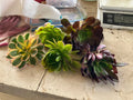 Aeonium Cuttings Set of 5 - 4” Wide Succulent Varieties - Perfect for Propagation - Exotic Houseplants