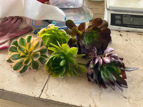 Aeonium Cuttings Set of 5 - 4” Wide Succulent Varieties - Perfect for Propagation - Exotic Houseplants