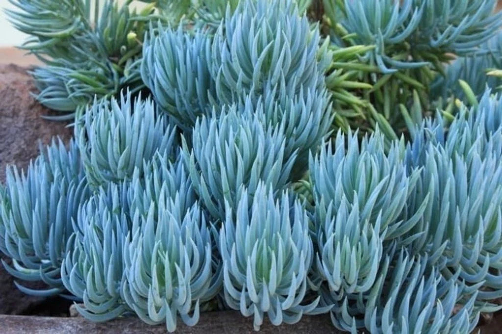 Blue Chalk Sticks Succulent Cutting - Healthy Rare Live Plant - Easy Care - Senecio serpens