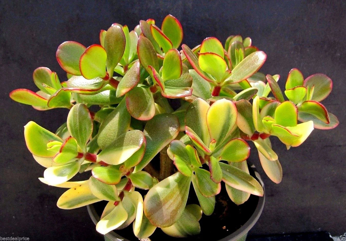 Variegated Lemon Lime Crassula Obliqua Cuttings - Rare Jade Succulent Plant