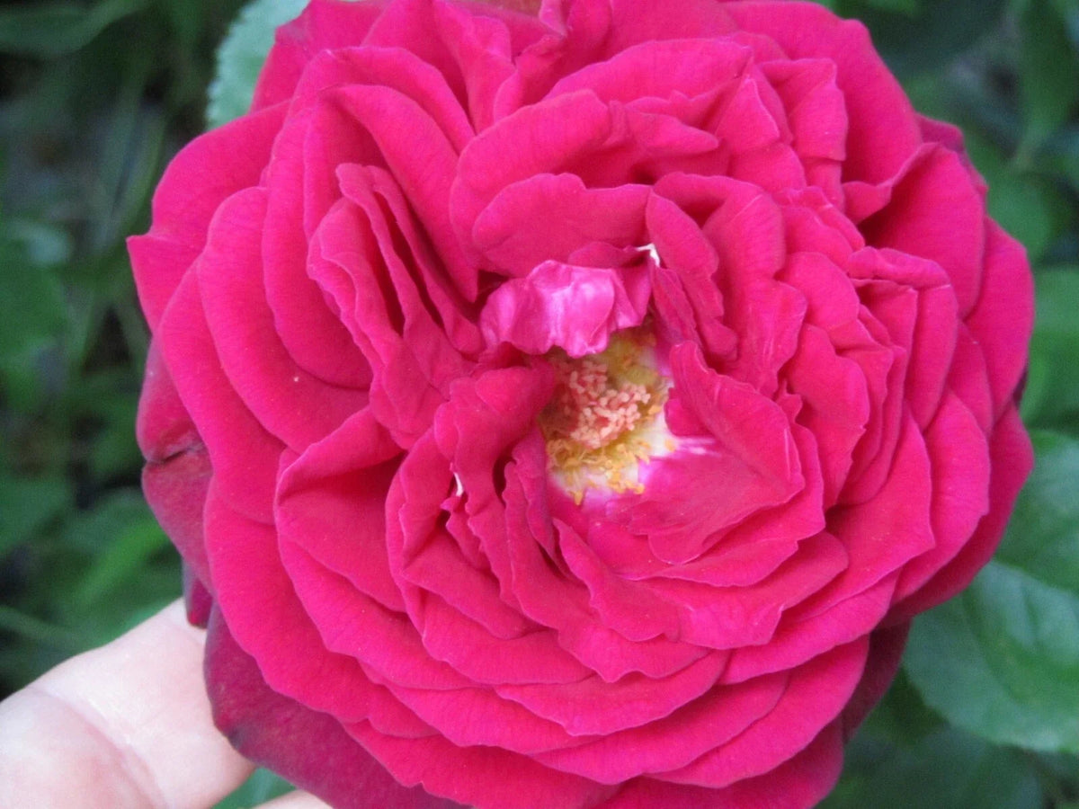 Big Fragrant Garden Red Rose Cuttings - Ready to Plant and Root - Rosa spp.