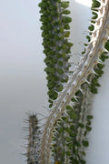 Healthy Live Alluaudia Procera Plant - Madagascar Ocotillo - Unique Deciduous Succulent - Madagascar Spiny Forest Plant