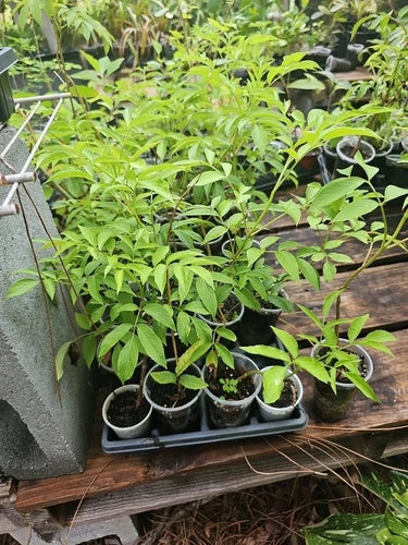 American Elderberry Tree Live Plant - Fully Rooted Sambucus canadensis - Medicinal Edible Plant for Gardens